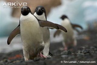 Illustration for article titled Flightless Friday - The Complete Penguin